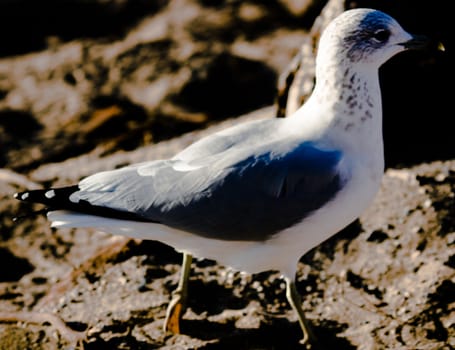 a gull walking on the beach sand in a sunny day