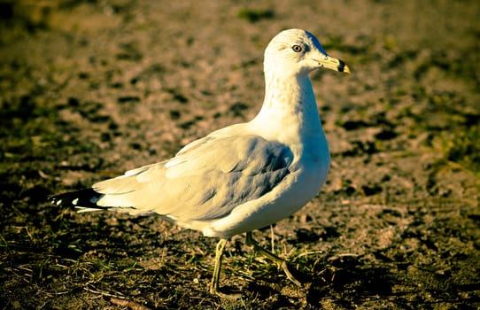 a gull walking on the beach sand in a sunny day