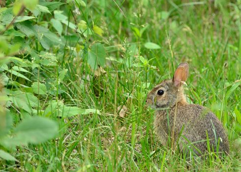 Cottontail Rabbit sitting on a footpath looking into the woods.