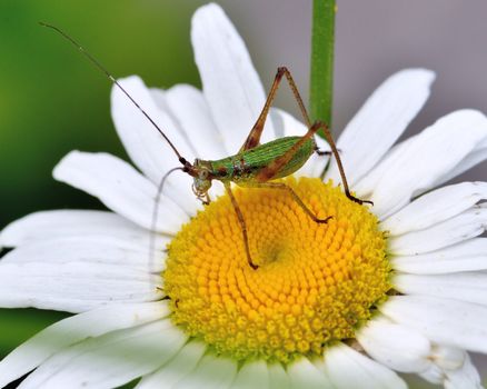 Macro closeup of a Katydid Nymph perched on a flower.