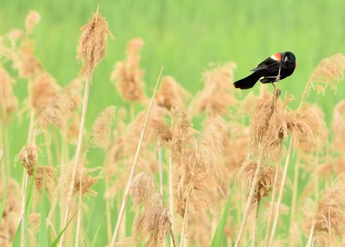 Male Red-wing Blackbird perched on marsh grass.