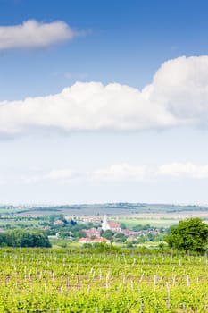 vineyard Nebenfuhr, Lower Austria, Austria and Hnanice village, Czech Republic