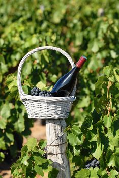 Bottle of red wine and grapes in basket