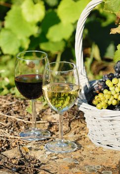 glasses of wine and grappes in basket