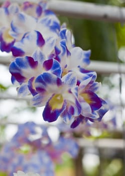 Beautiful orchid