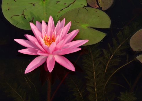 Pink Water Lilly floating in a pond.