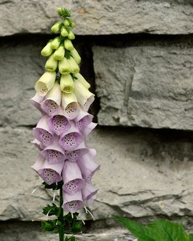 Purple Bell Flowers Foxglove bloosoms in the summer.