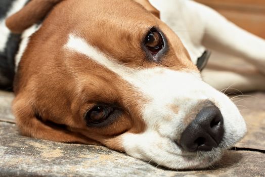 Beagle resting.