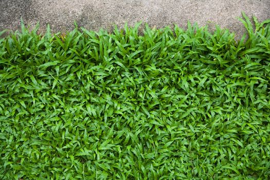 Green grass along the walk in the park.