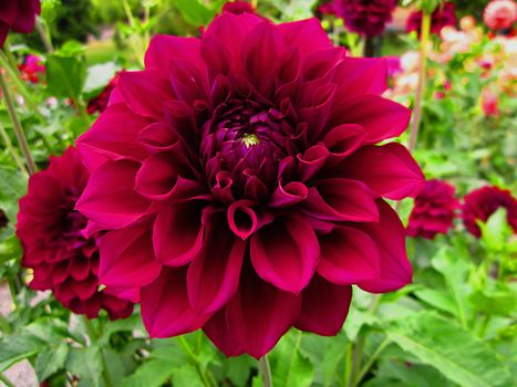 The Dahlia is a perennial plant that is cultivated for its wide variety of colored flower heads.  They are native to Mexico and Central America.