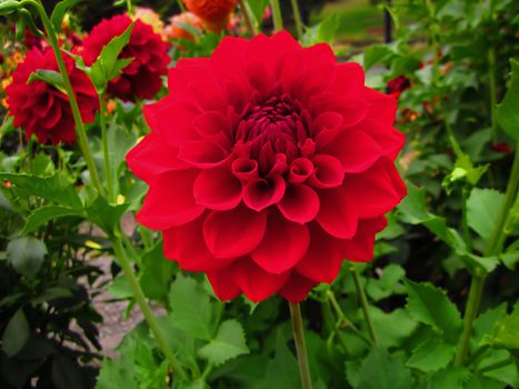 The Dahlia is a perennial plant that is cultivated for its wide variety of colored flower heads.  They are native to Mexico and Central America.