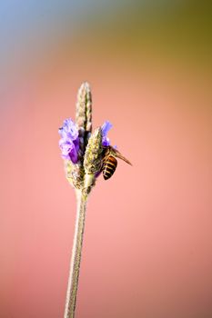 Lavender - bee on lavender in the garden.