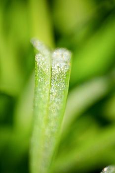 drops of dew on a grass