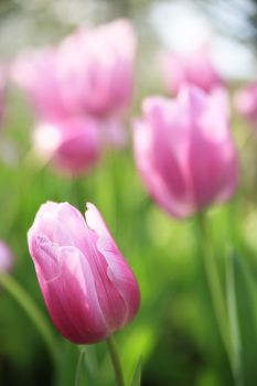 Pink tulips on a green background.