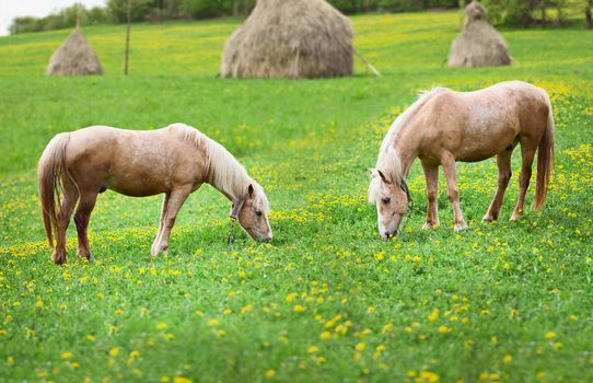 Two horses grazing on a meadow with the haystacks