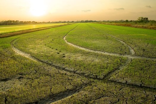 Rice fields in Thailand's capital.