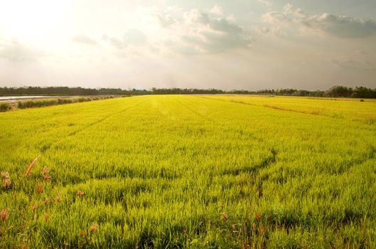 Rice fields in Thailand's capital.