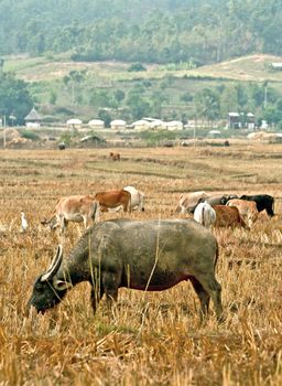 Standing buffalo eat the grass in the field