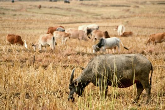 Standing buffalo eat the grass in the field