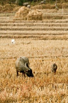 Standing buffalo eat the grass in the field