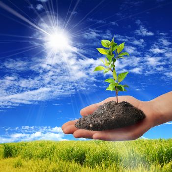 Hands holding green sprouts and sunny sky