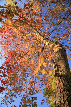 Many maple trees with the blue of the sky