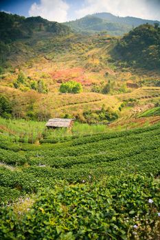 Tea plantation in the mountains of northern Thailand.