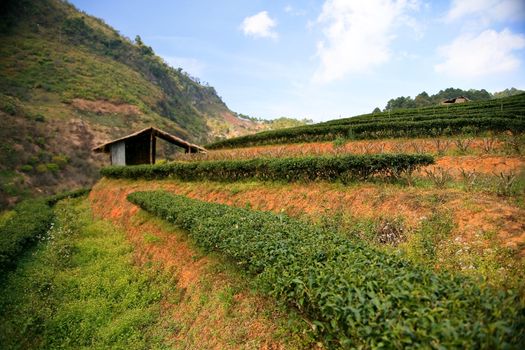 Tea plantation in the mountains of northern Thailand.