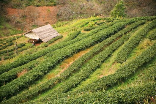 Green tea is one of the huts