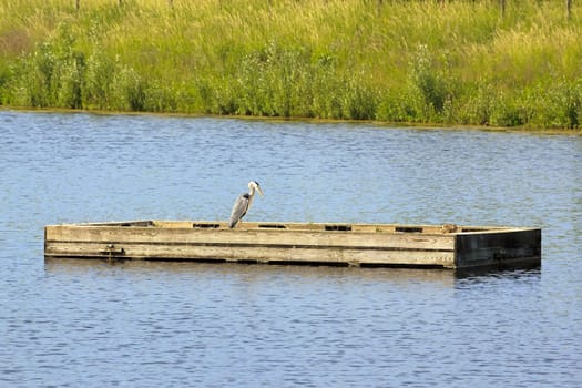 heron sleep on a barge, river Marne in France Europe