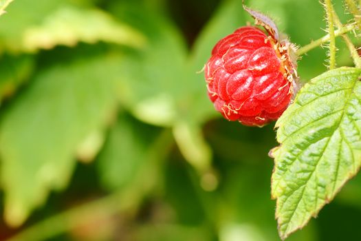 Organic ripe raspberry fruit, very natural on green plant, perfect for wholesome food and nature related background.