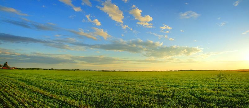 Magnificent panorama of  a sunrise over a newly planted cereal field- beautiful nature, dramatic HDR rendering.