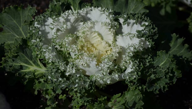 Green and white decorative lettus in a garden