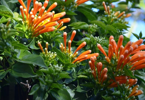 Climbing plant with orange flowers in a garden
