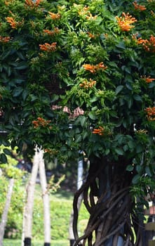 Climbing plant with organe flowers in a garden