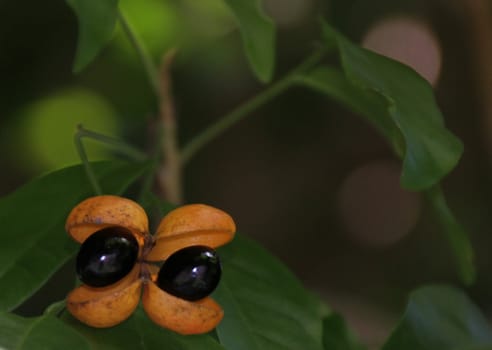 Plant with open orange seed pods and black seeds