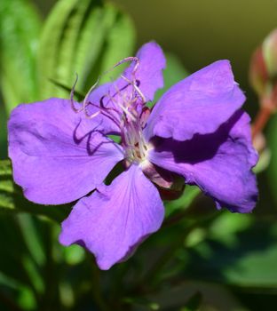 Purple flower blooming in a garden