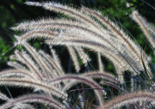 Fuzzy cat tail grass plant in a garden