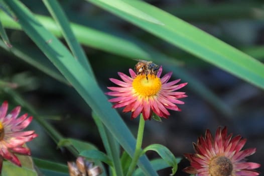 Bee pollinating a flower in a garden