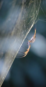 Spider in a spider web in a garden