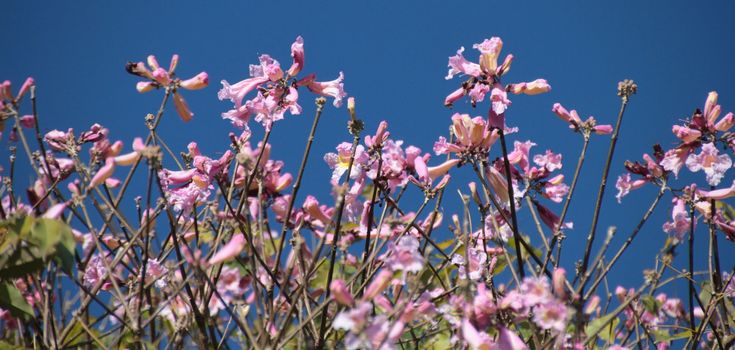Pink flowers of a tree against a blue sky