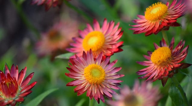 Purple and red flowers with yellow center in a garden