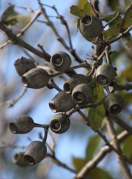 Australian gumnuts on an eucalyptus tree