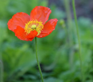 Red and yellow poppy flower in a garden