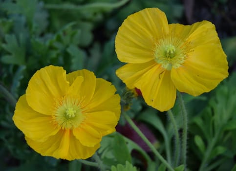 Two yellow poppies blooming in a garden