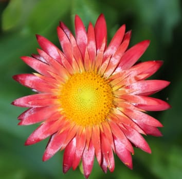 Single red flower with yellow center in a garden