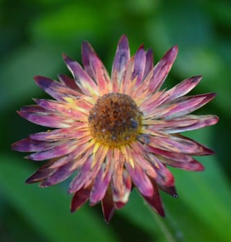 Purple and orange flower in a garden