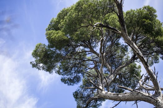 Alep pine tree, also know as an allepo, against a blue sky