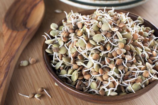 Healthy green and brown lentil sprouts in a wooden bowl.