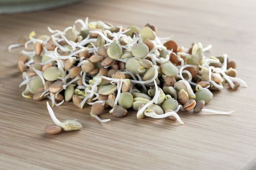 Group of green and brown lentil sprouts.